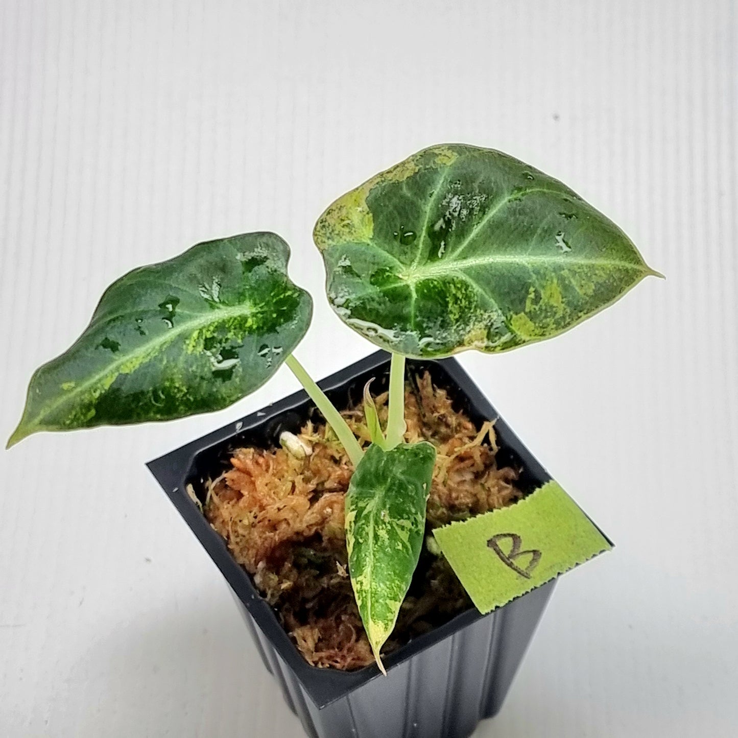 Alocasia Black Velvet Gold Variegated