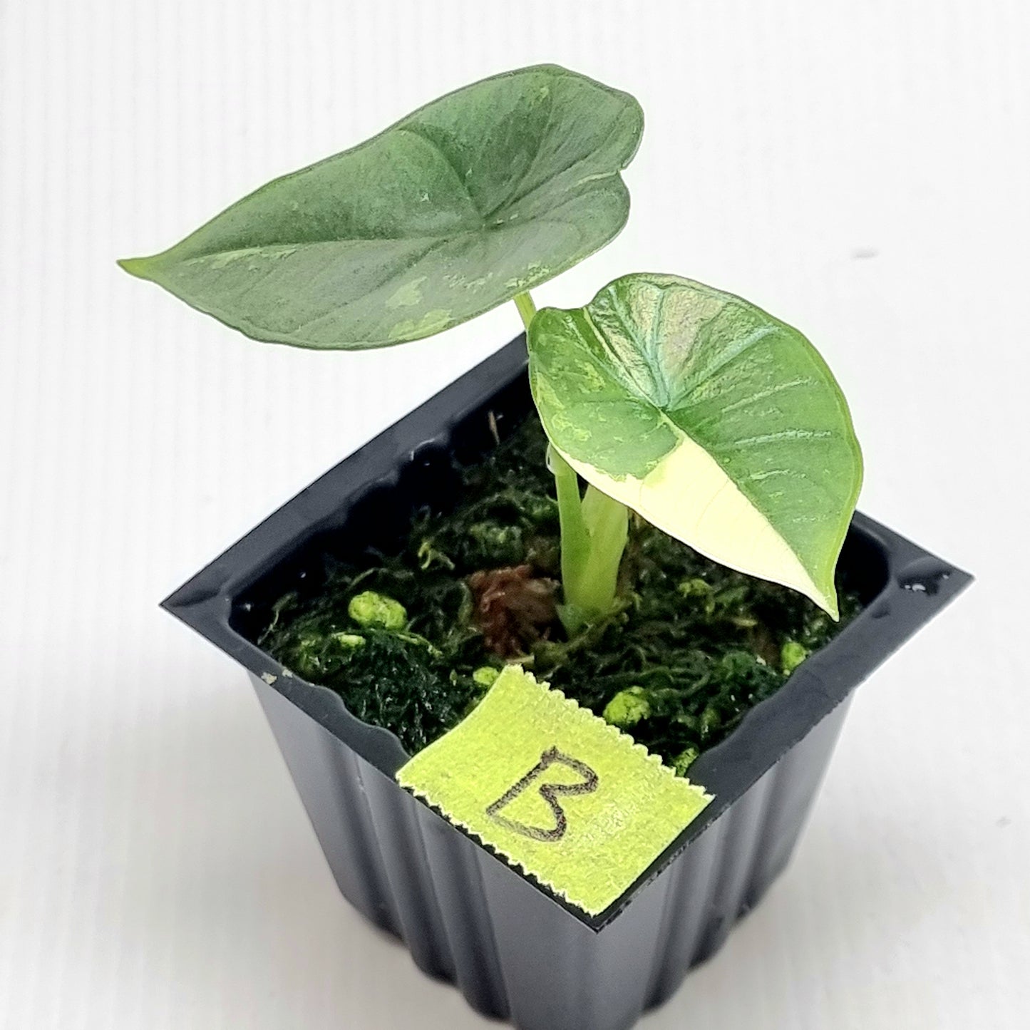 Alocasia Platinum/Bisma Albo Variegated