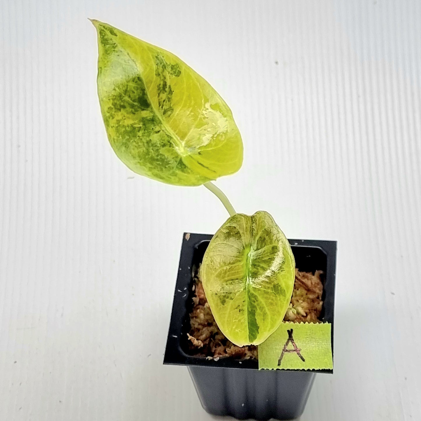 Alocasia sedenii Aurea Variegated