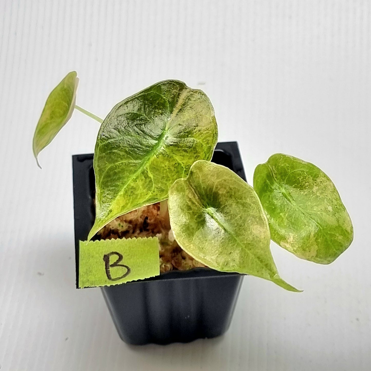 Alocasia sedenii Aurea Variegated