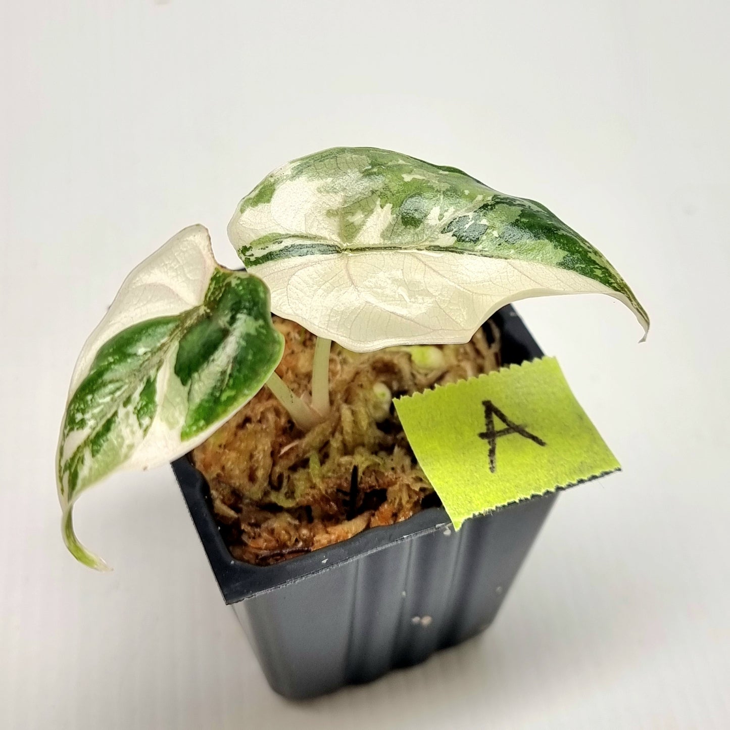 Alocasia azlanii Pink variegated