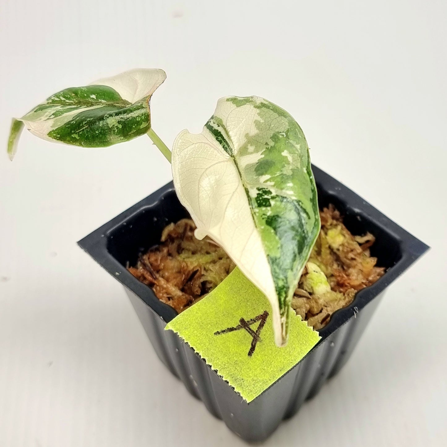 Alocasia azlanii Pink variegated