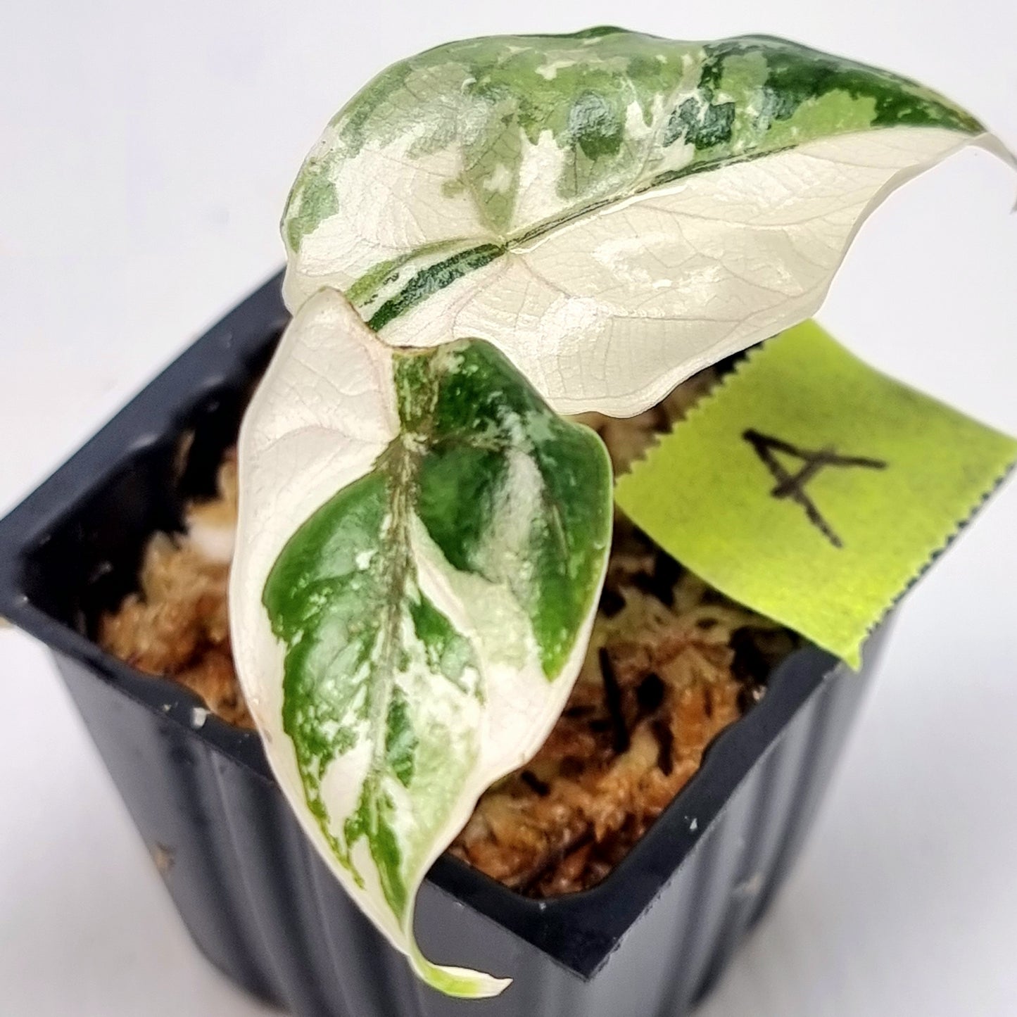 Alocasia azlanii Pink variegated