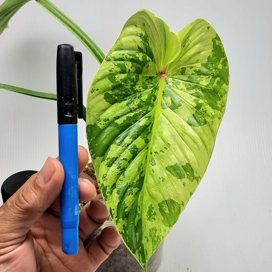 Philodendron plowmanii Variegated