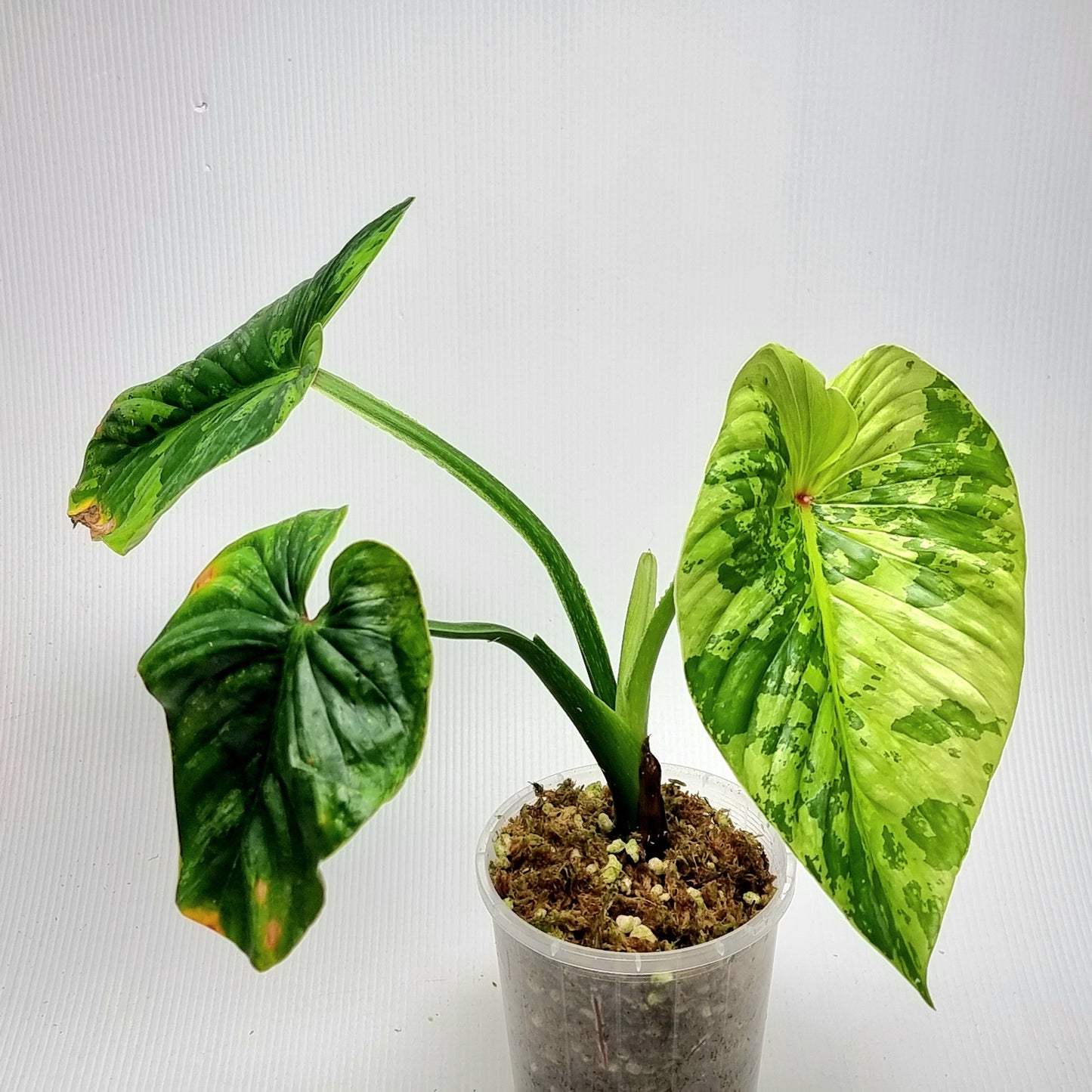 Philodendron plowmanii Variegated