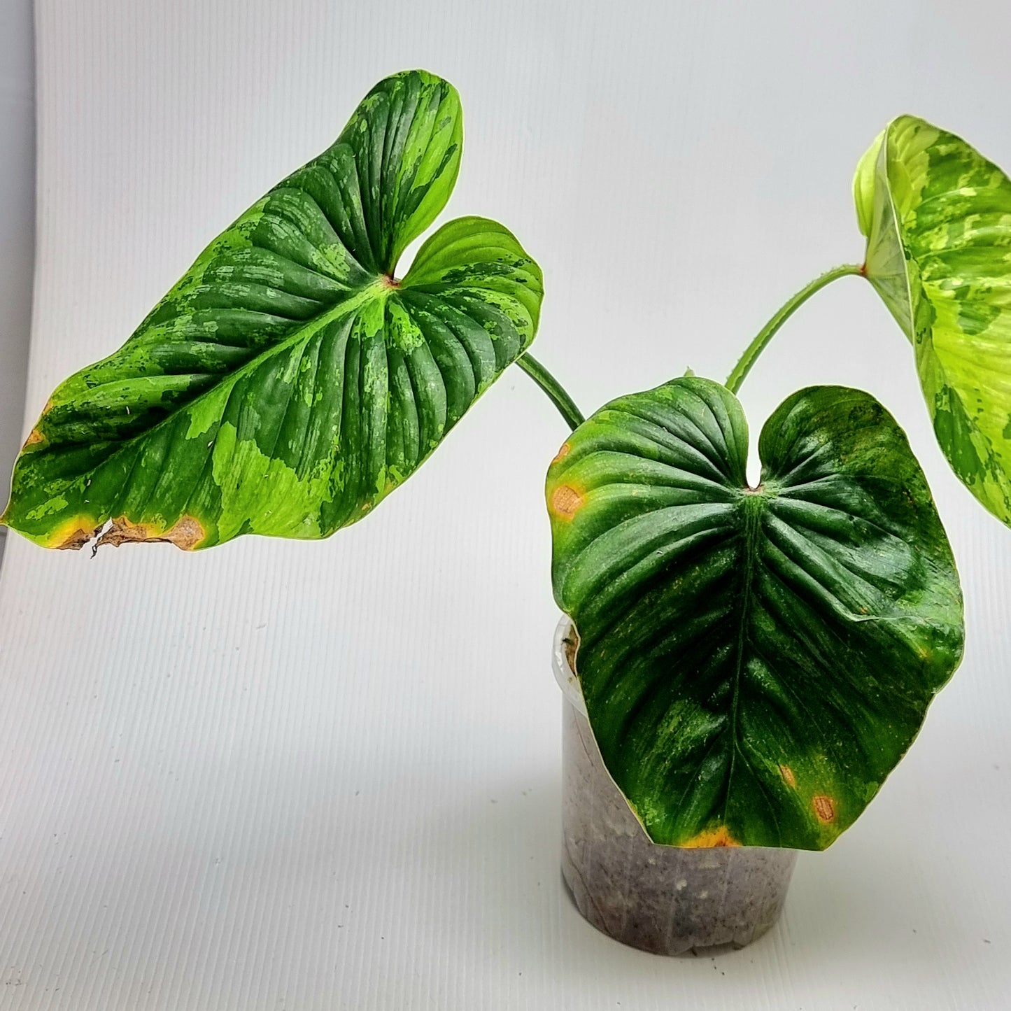 Philodendron plowmanii Variegated