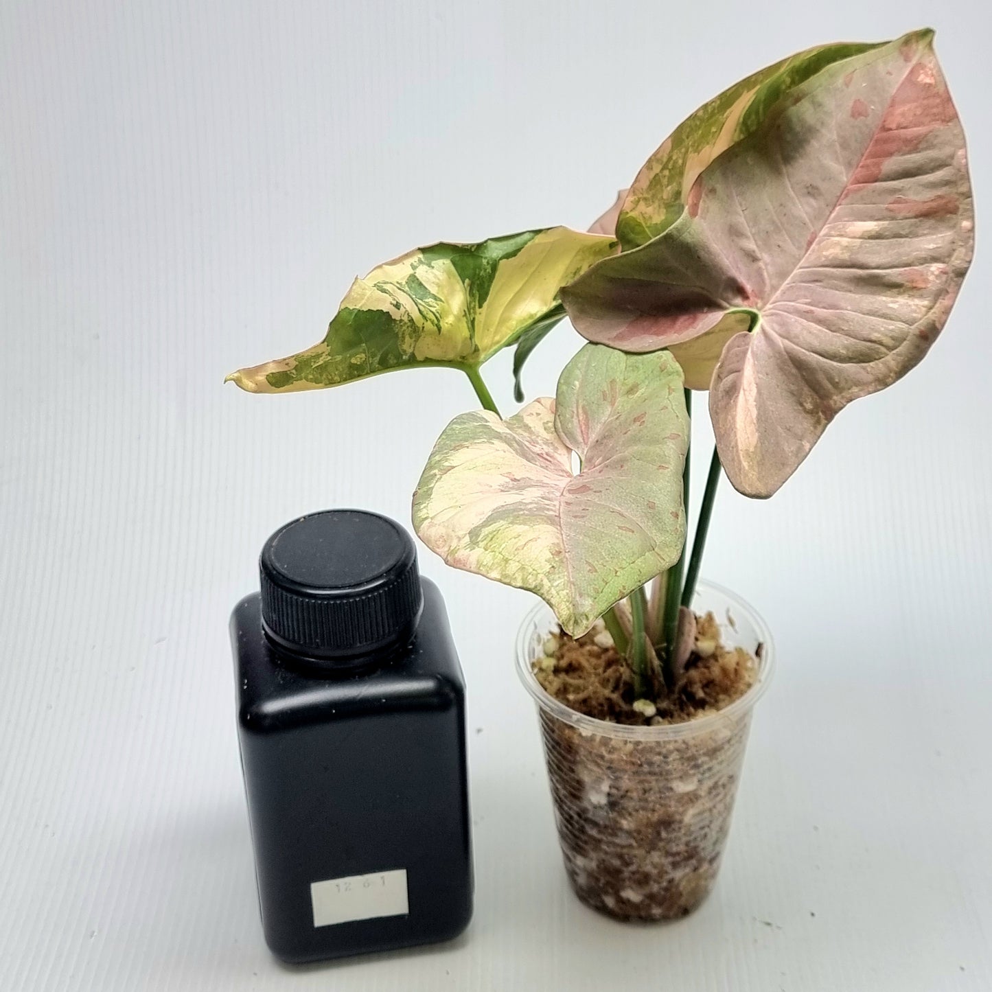 Syngonium Pink Spot Variegated