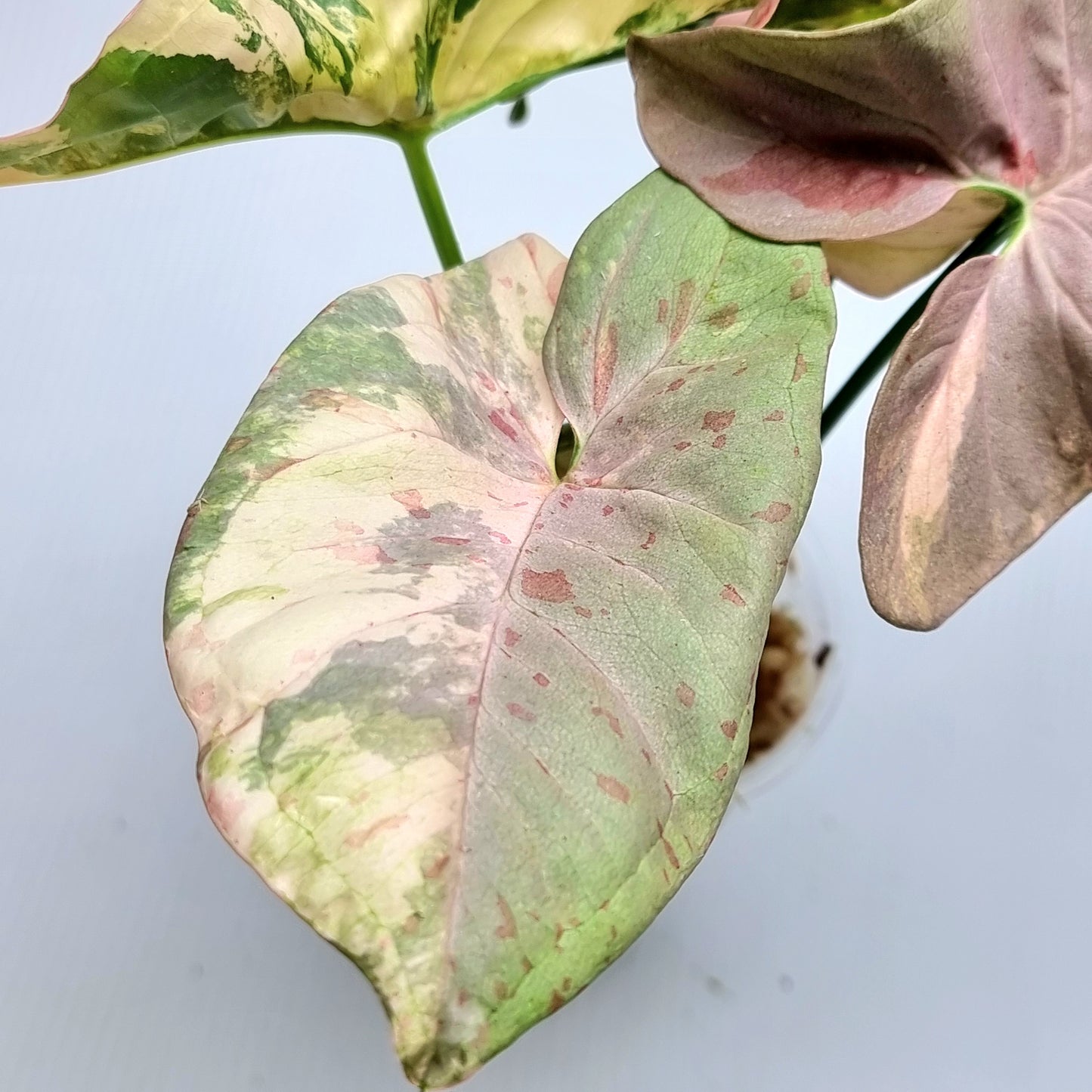 Syngonium Pink Spot Variegated