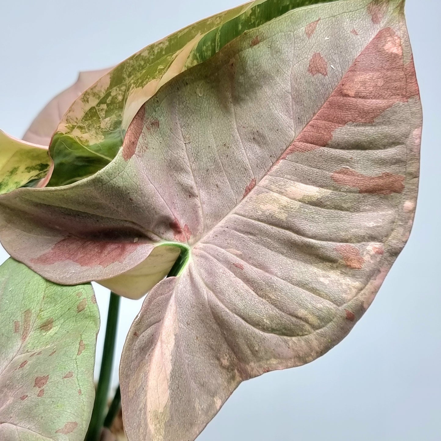 Syngonium Pink Spot Variegated