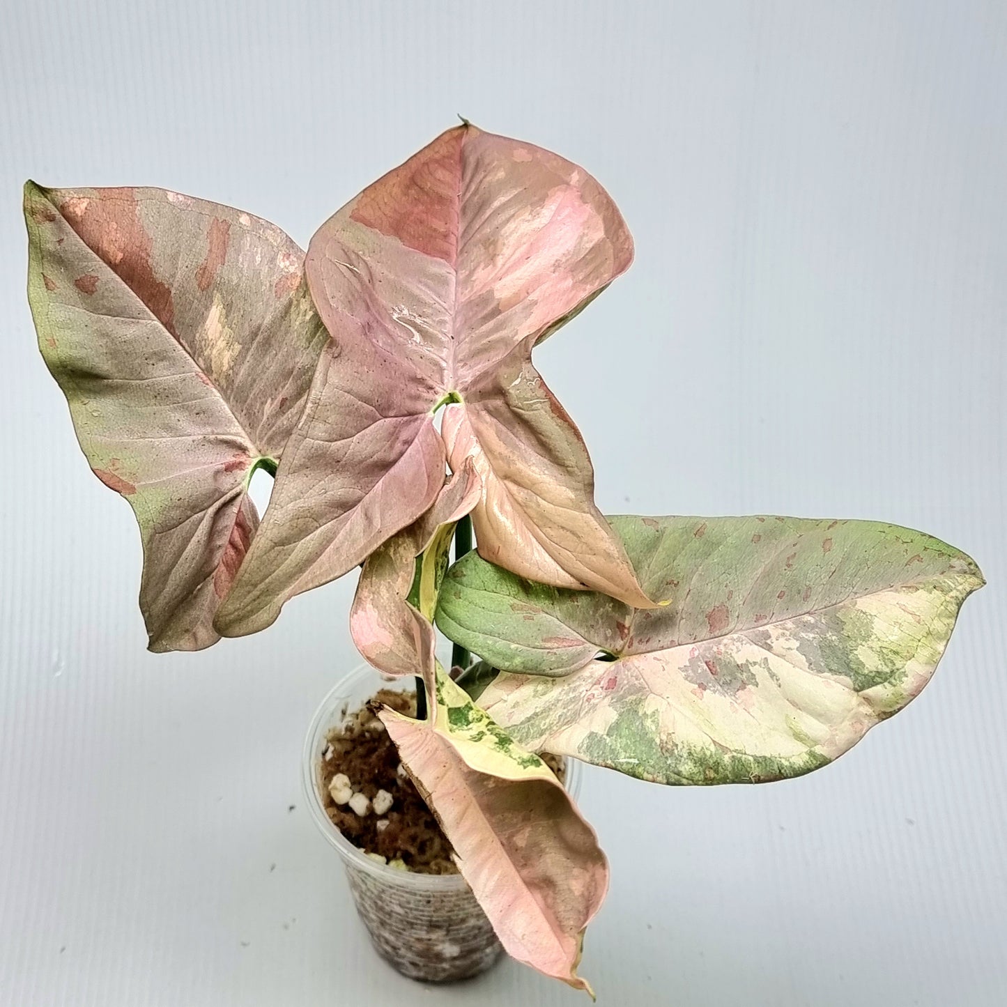 Syngonium Pink Spot Variegated