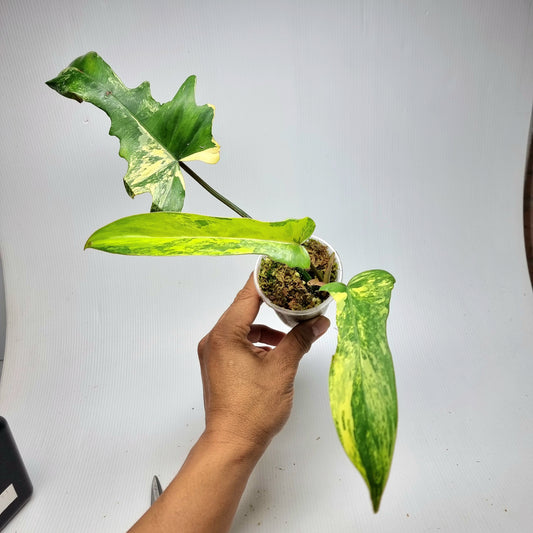 Philodendron Florida Beauty x P. mayoi Variegated, M