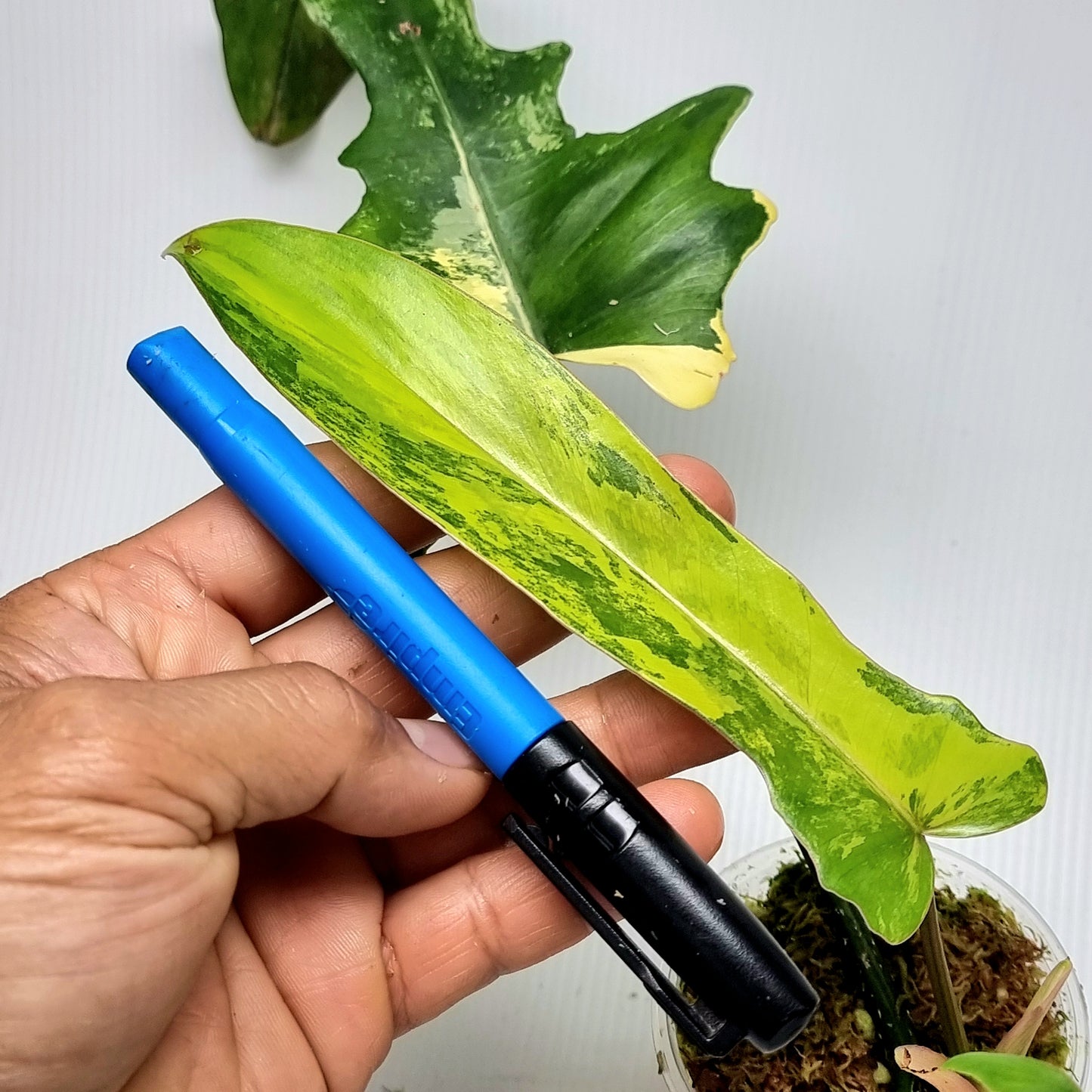 Philodendron Florida Beauty x P. mayoi Variegated, M