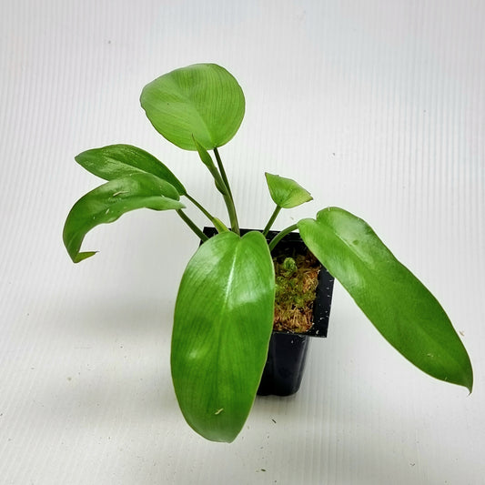 Philodendron Florida Beauty x Paraiso Verde REVERTED