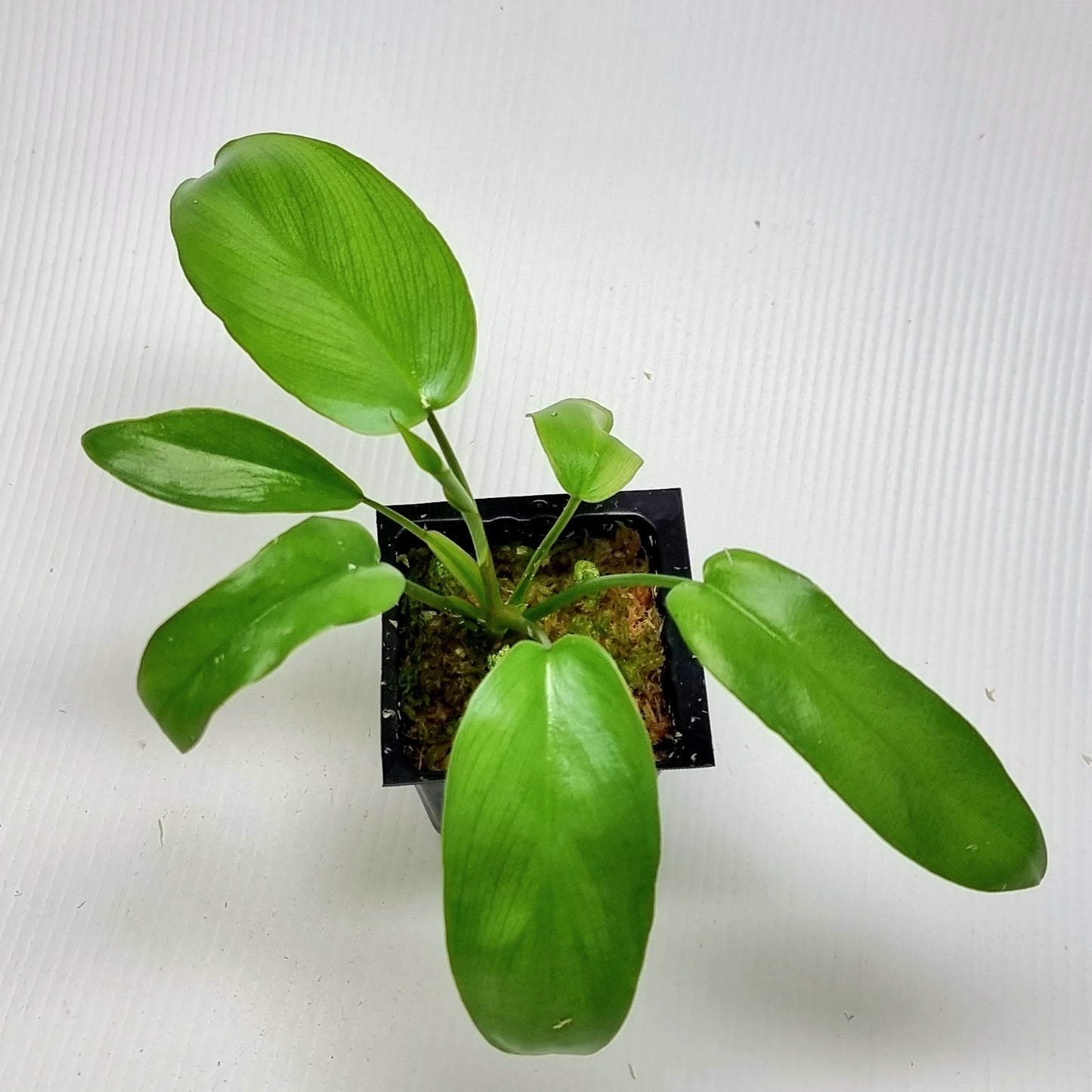 Philodendron Florida Beauty x Paraiso Verde REVERTED