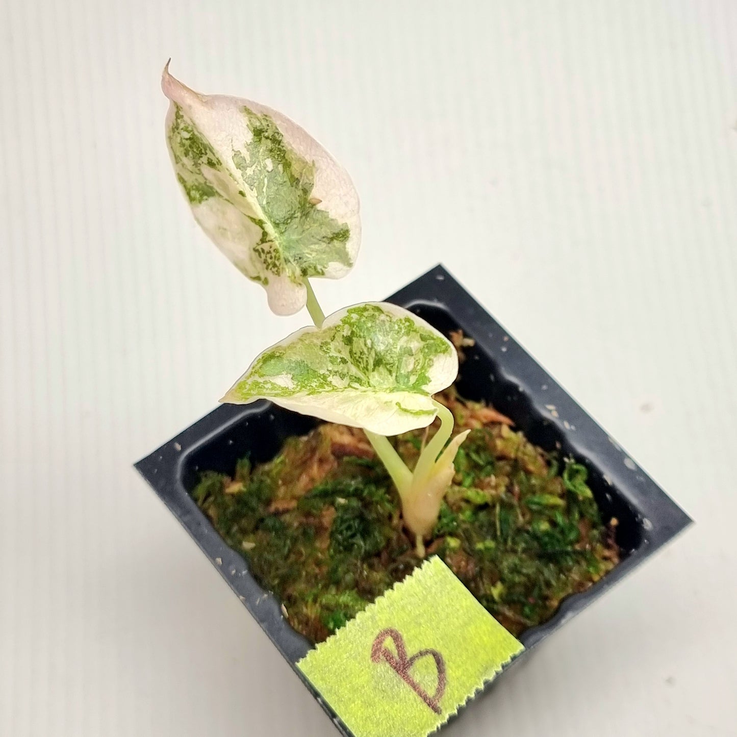 Alocasia cuprea True Pink Variegated