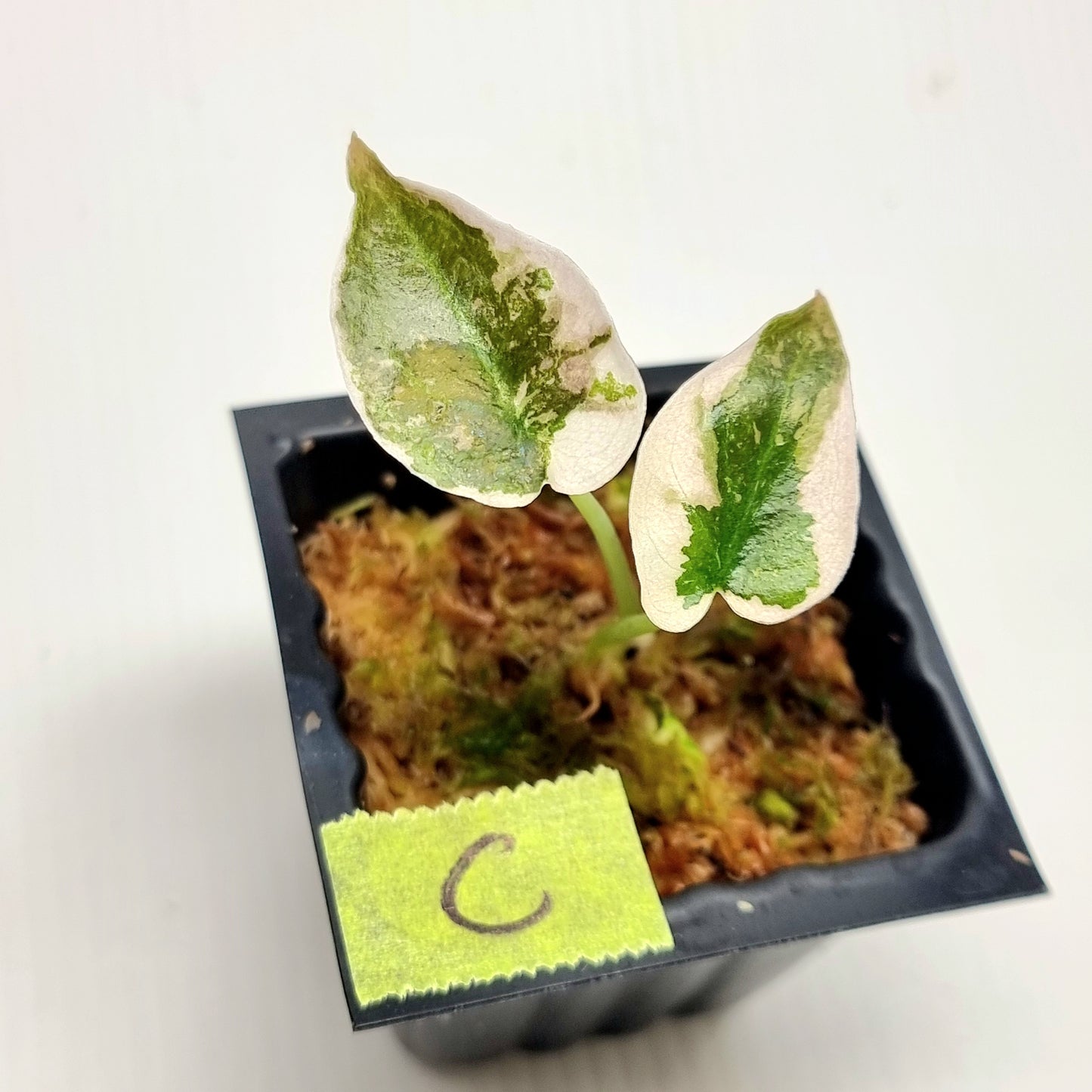 Alocasia cuprea True Pink Variegated