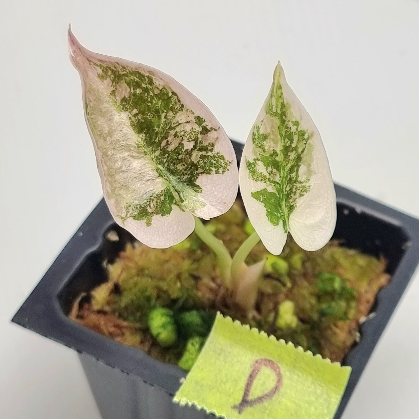 Alocasia cuprea True Pink Variegated