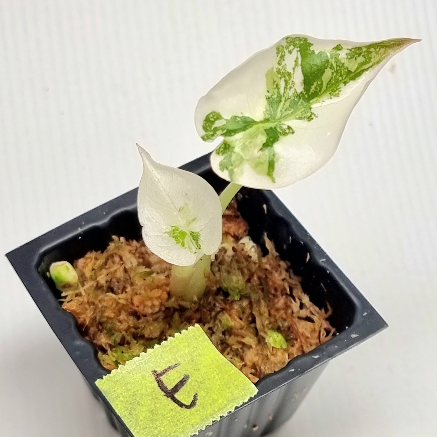 Alocasia cuprea True Pink Variegated