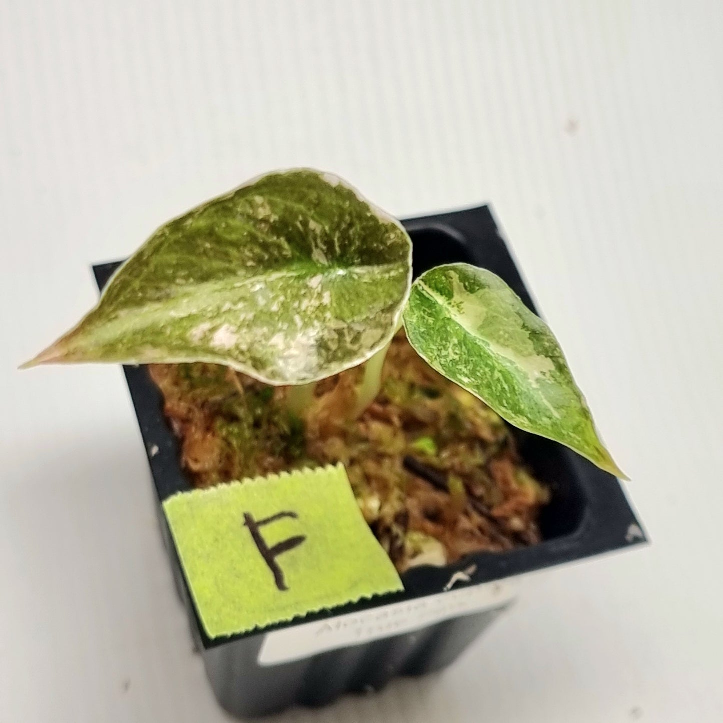 Alocasia cuprea True Pink Variegated