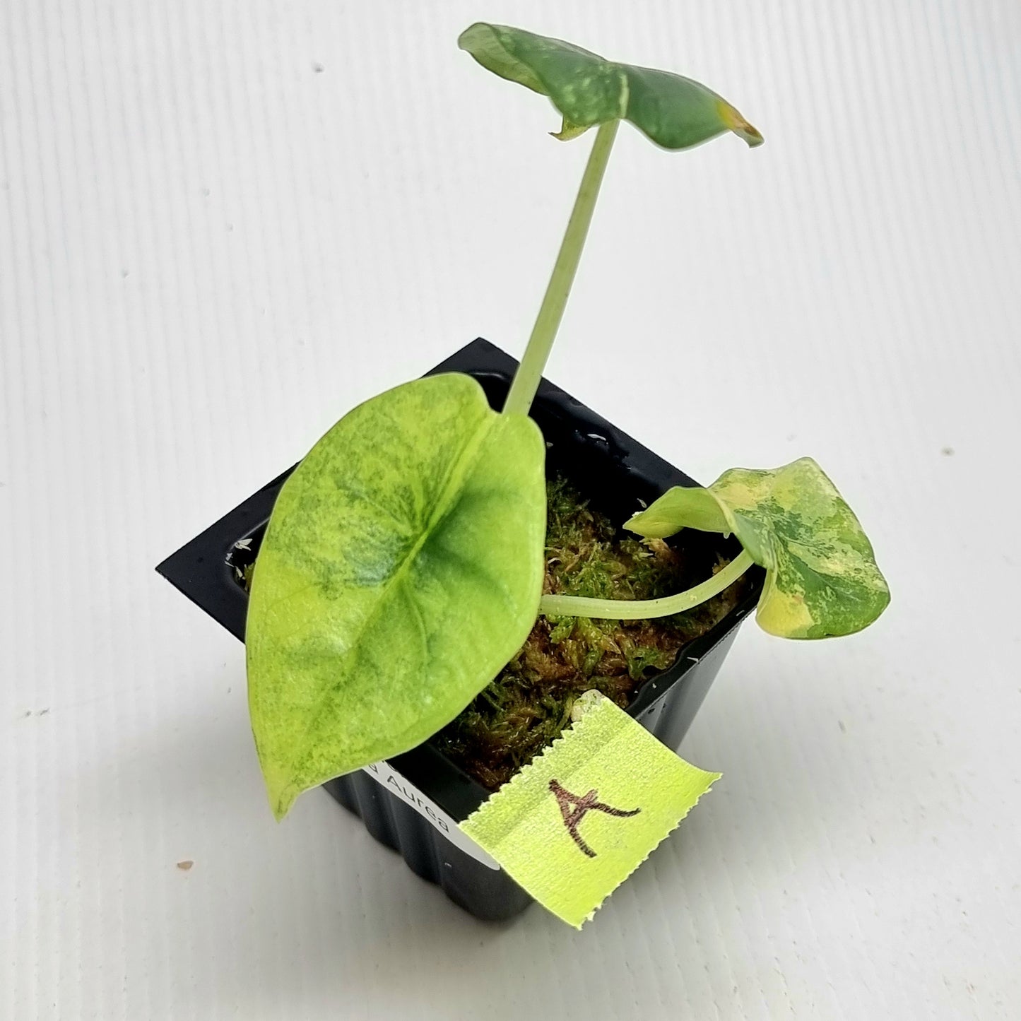 Alocasia Nebula Aurea Variegated
