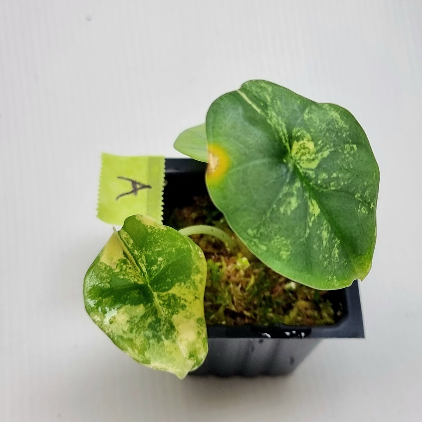 Alocasia Nebula Aurea Variegated