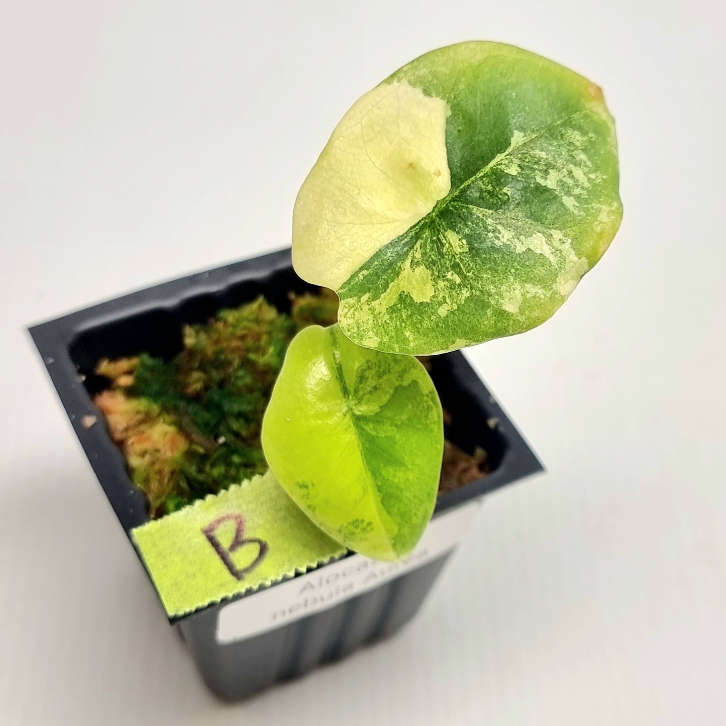 Alocasia Nebula Aurea Variegated