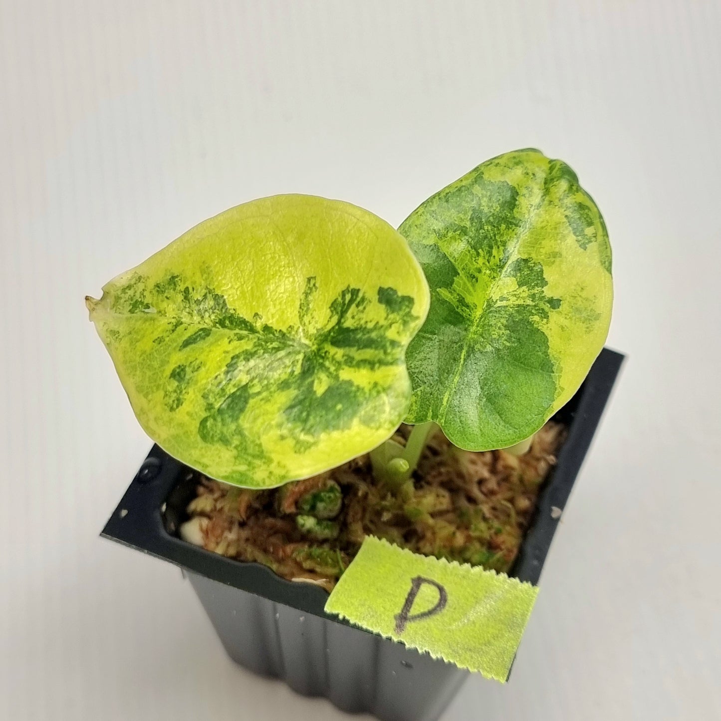 Alocasia Nebula Aurea Variegated