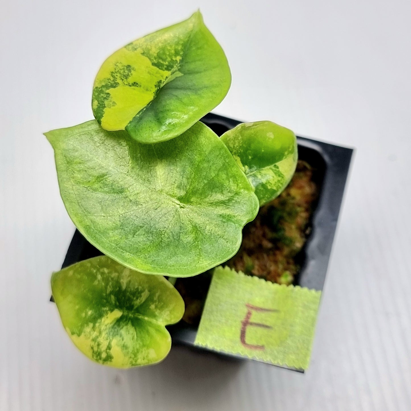 Alocasia Nebula Aurea Variegated