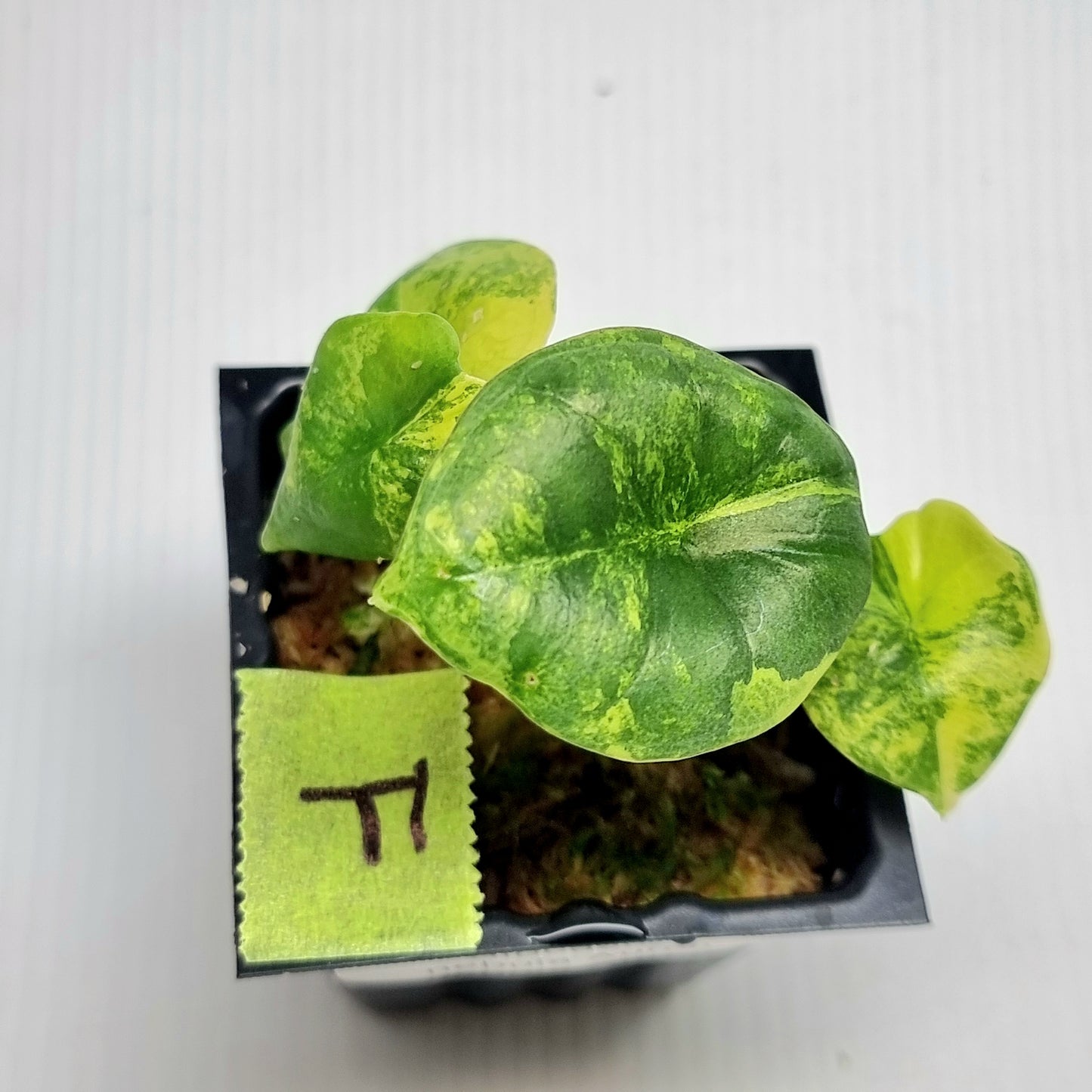 Alocasia Nebula Aurea Variegated