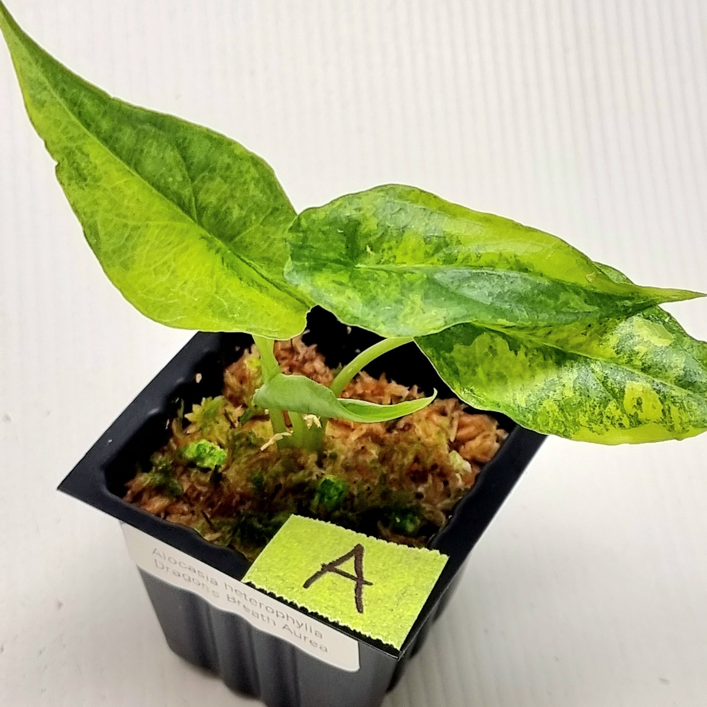 Alocasia Dragon's Breath Aurea Variegated