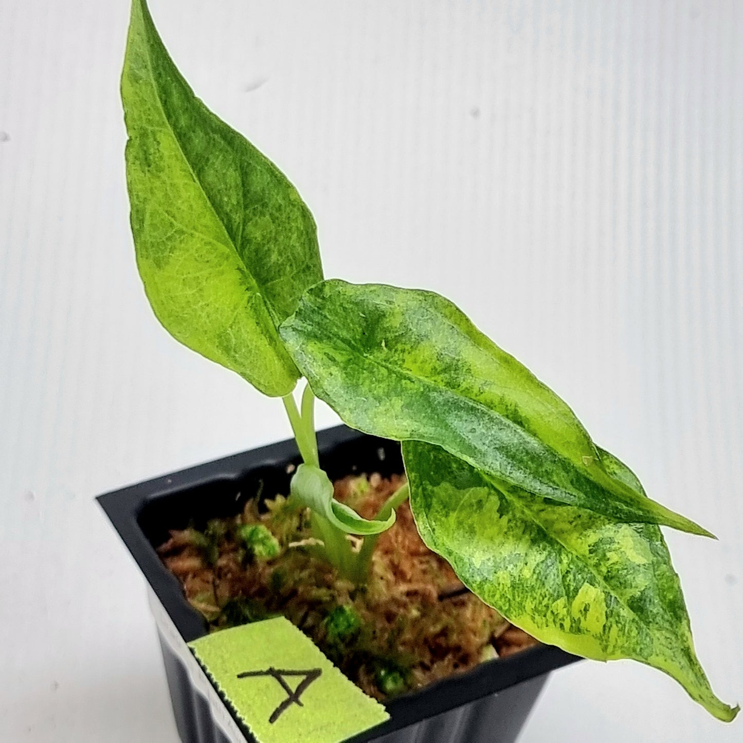 Alocasia Dragon's Breath Aurea Variegated