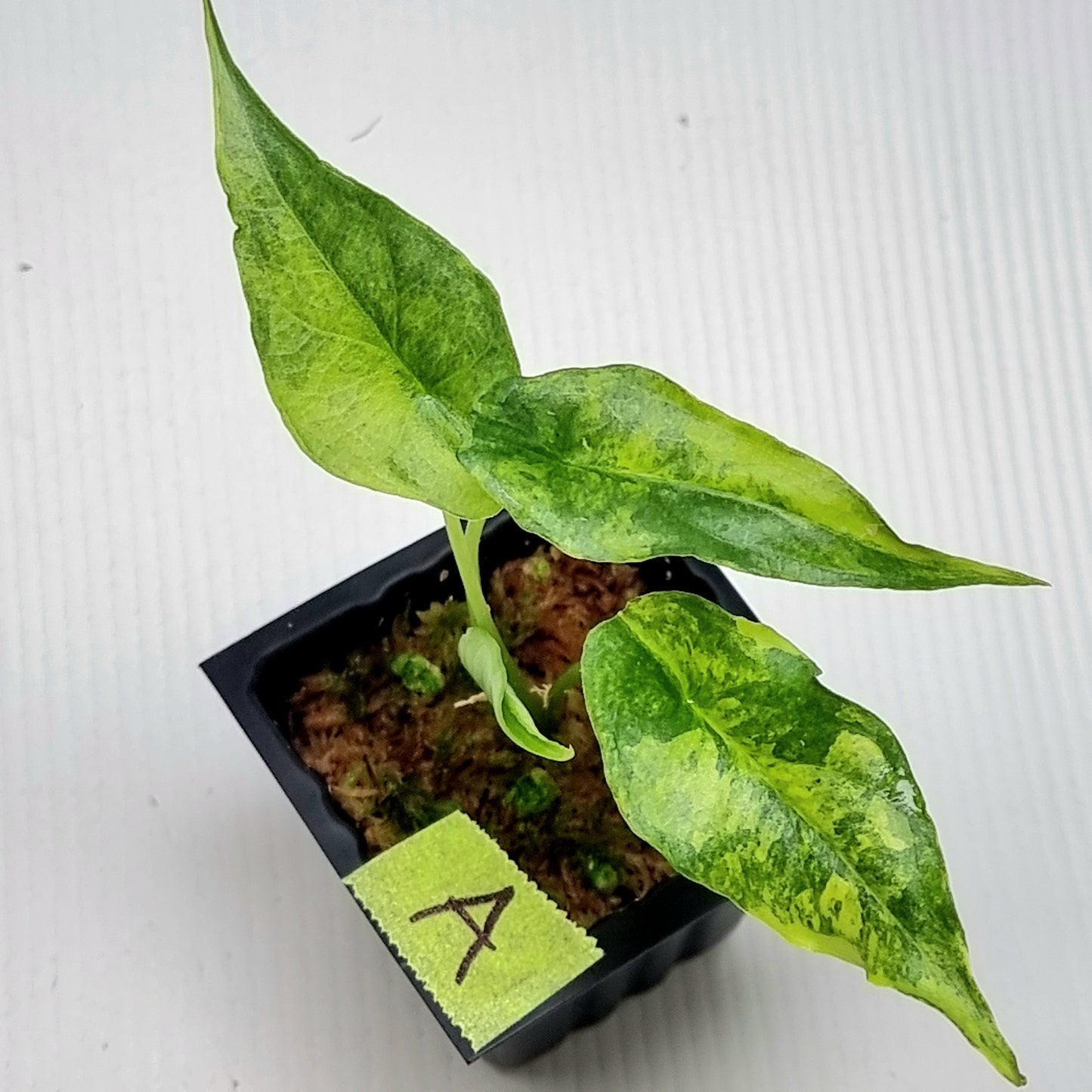 Alocasia Dragon's Breath Aurea Variegated