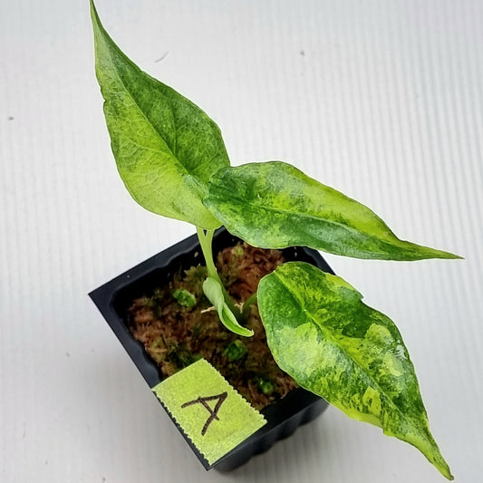 Alocasia Dragon's Breath Aurea Variegated