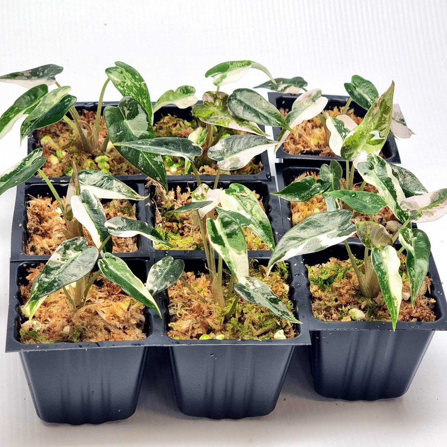 Alocasia Bambino Pink Variegated