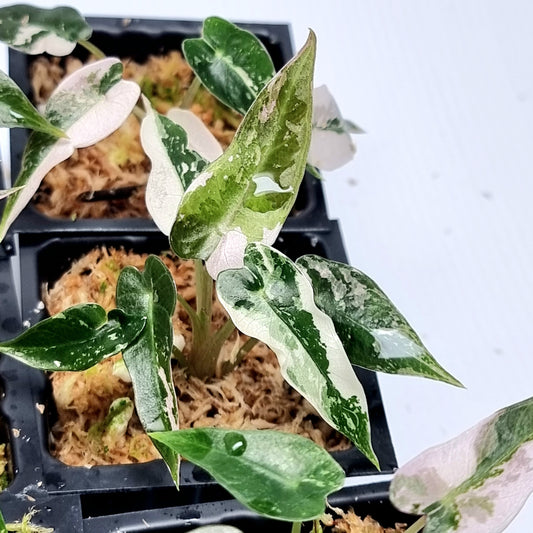 Alocasia Bambino Pink Variegated