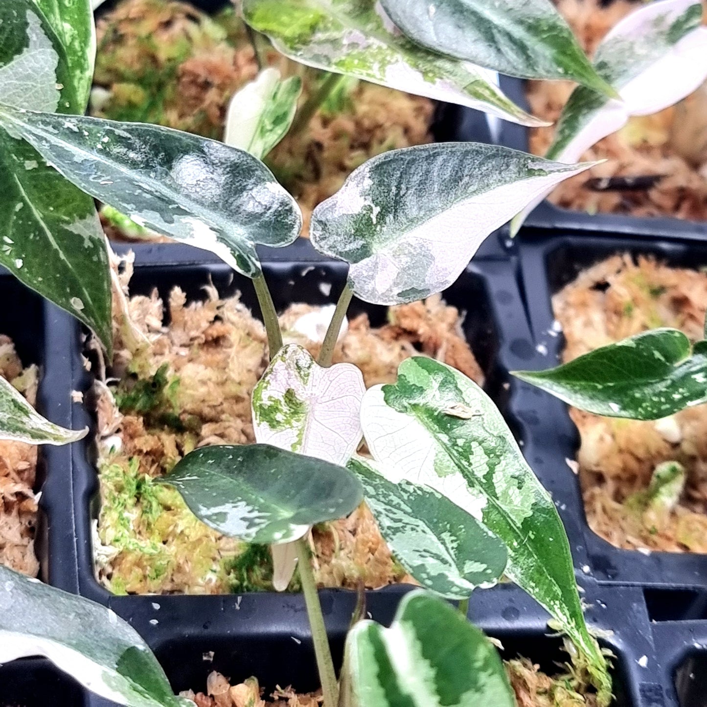 Alocasia Bambino Pink Variegated