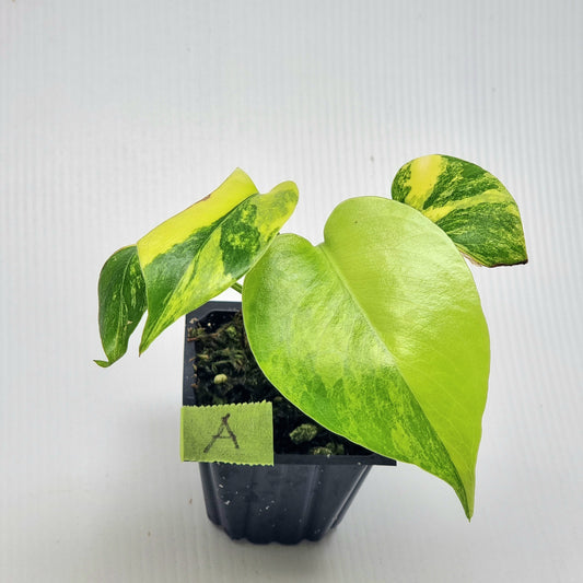 Monstera deliciosa Aurea Variegated (Large Form)