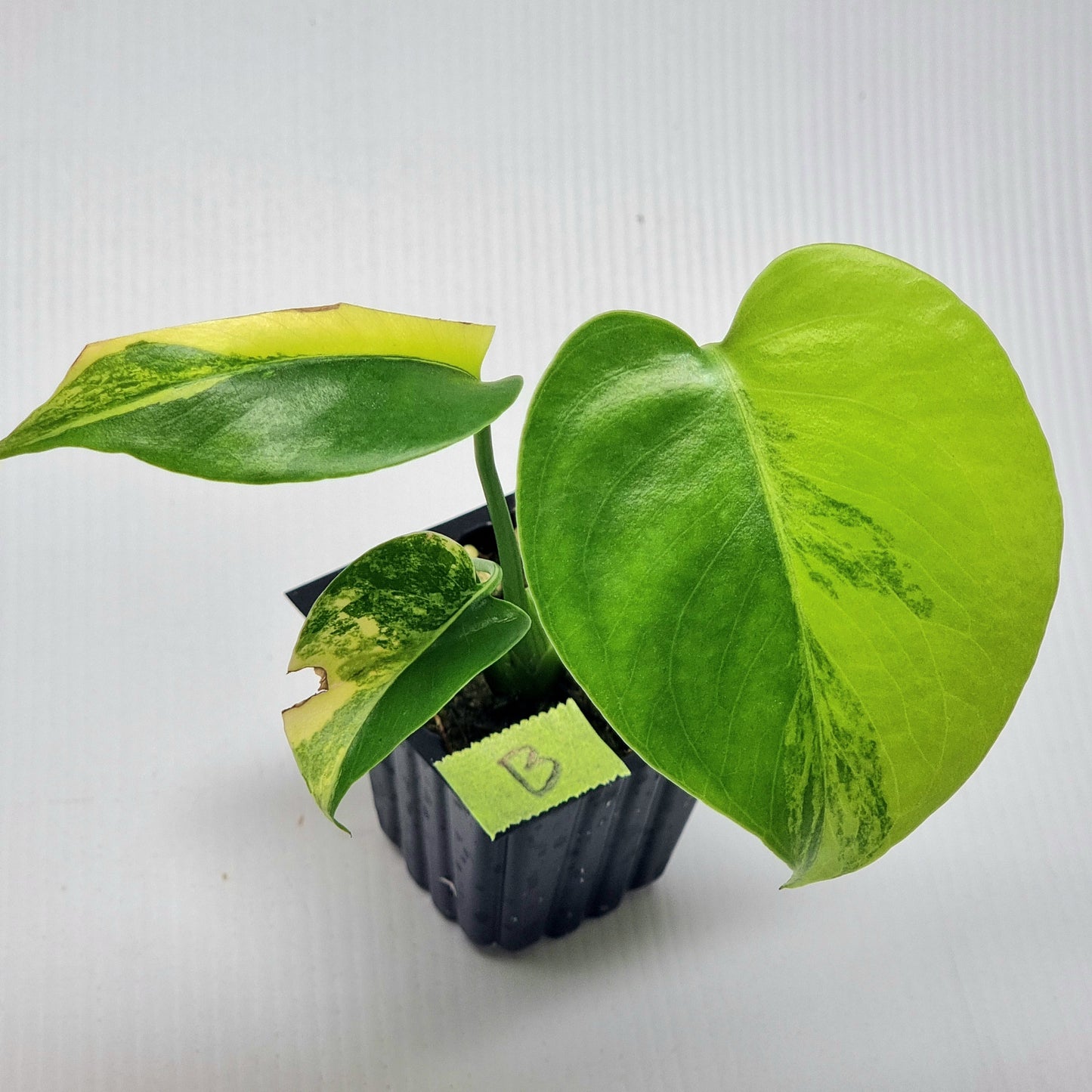 Monstera deliciosa Aurea Variegated (Large Form)