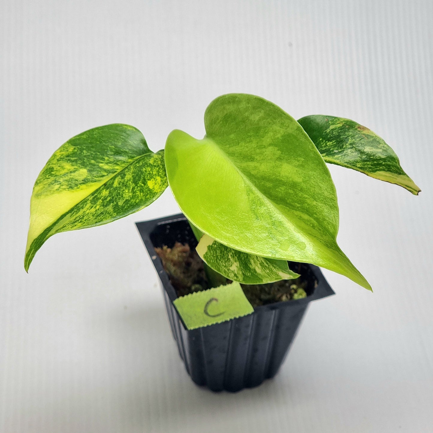 Monstera deliciosa Aurea Variegated (Large Form)