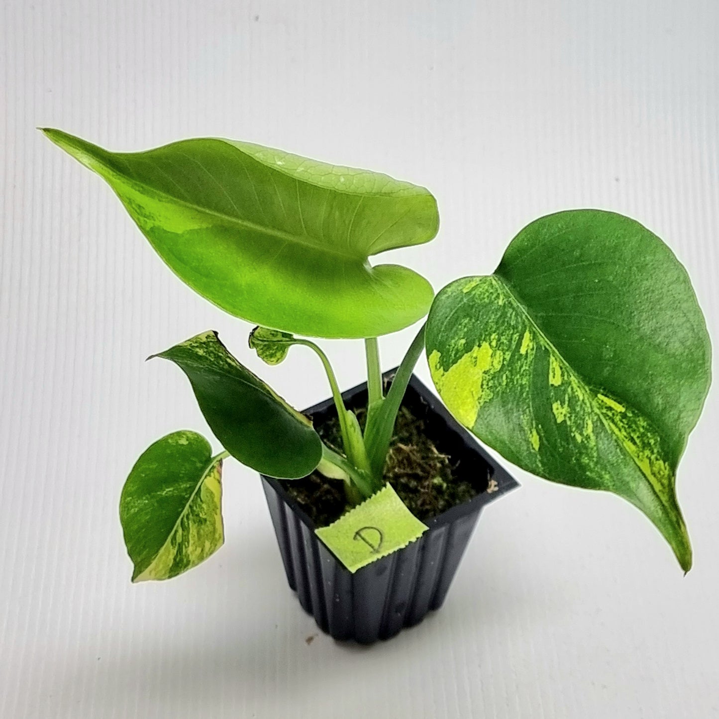 Monstera deliciosa Aurea Variegated (Large Form)