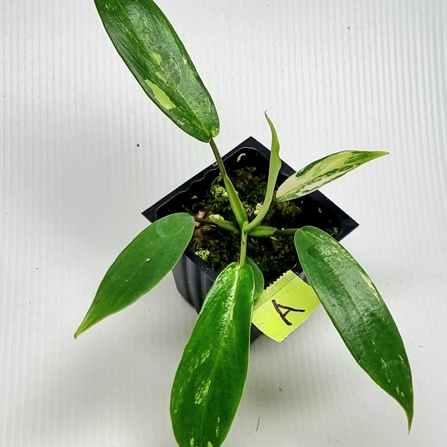 Philodendron joepii Albo Variegated