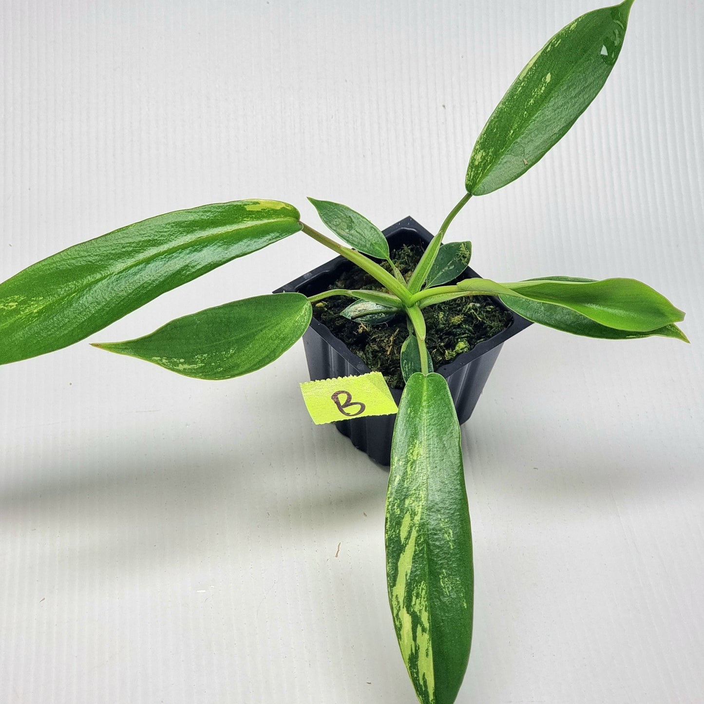 Philodendron joepii Albo Variegated