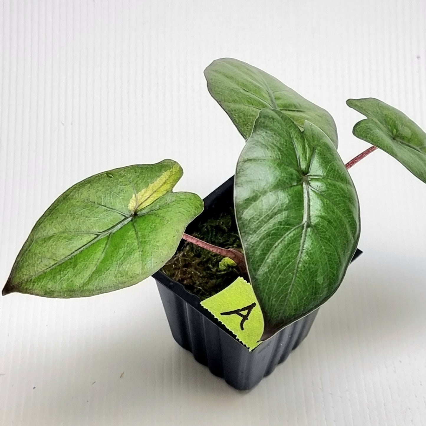 Alocasia Yucatan Princess LOW Variegated