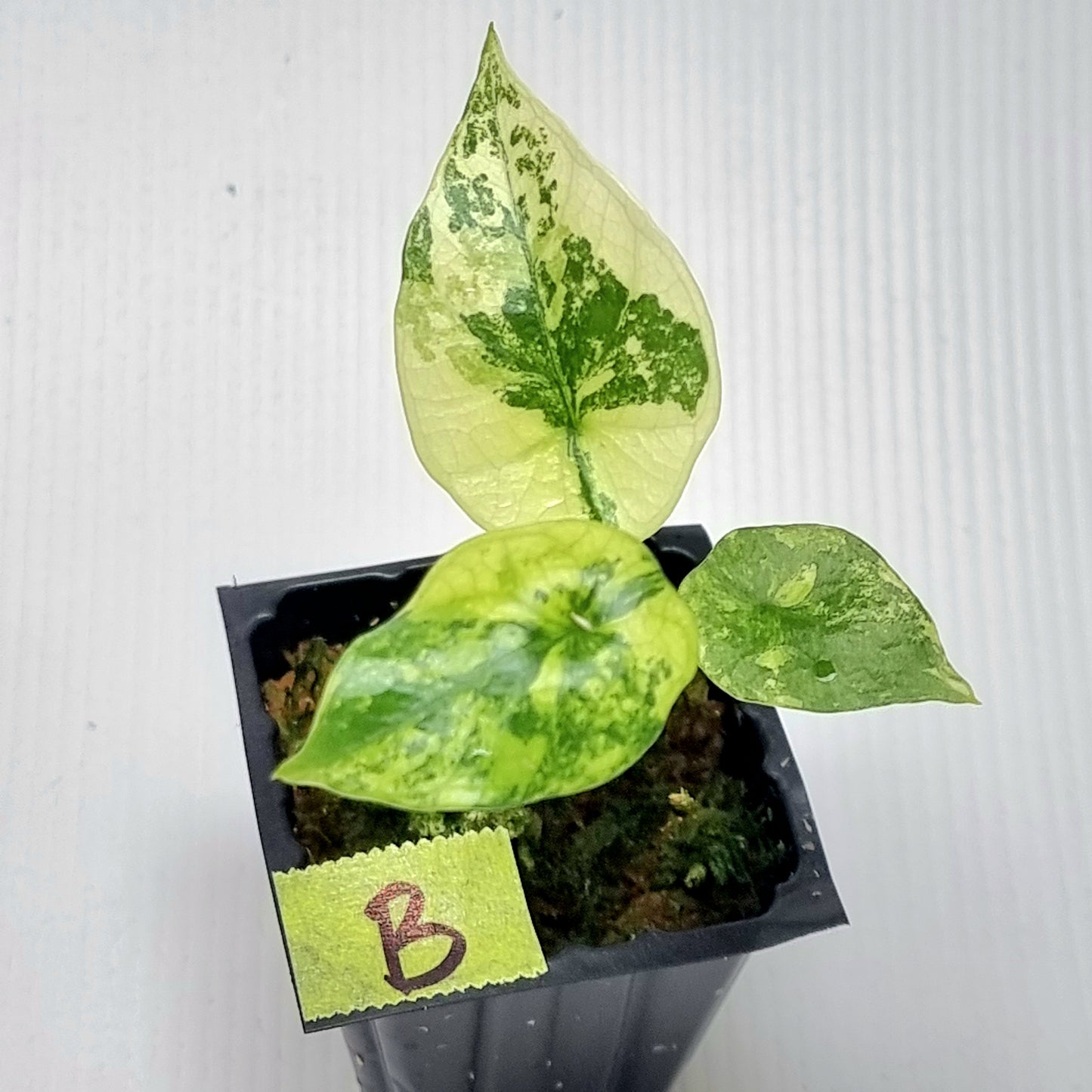 Alocasia sinuata Albo Variegated