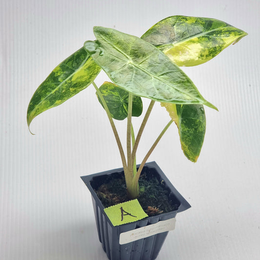 Alocasia longiloba Suhirmaniana Aurea Variegated