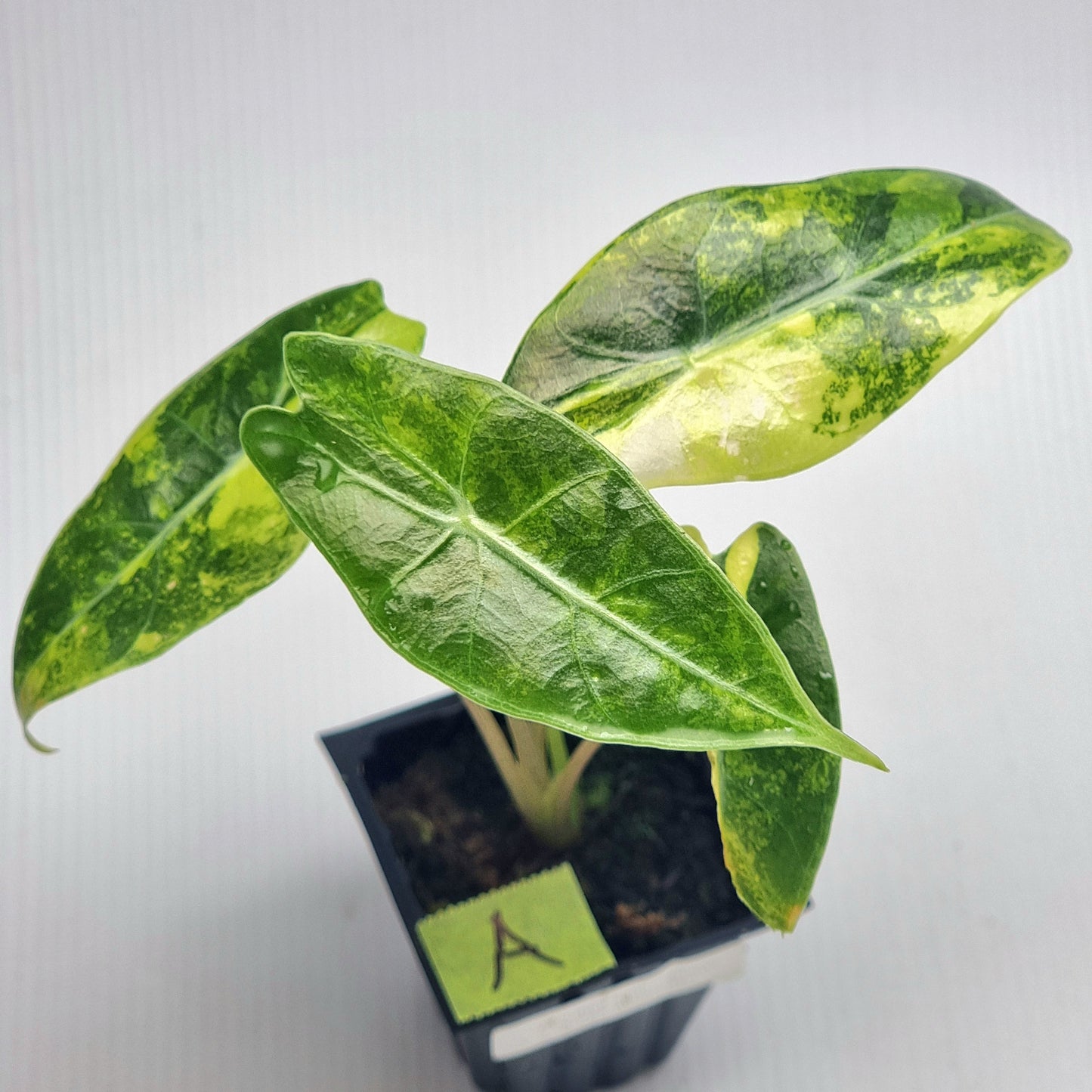 Alocasia longiloba Suhirmaniana Aurea Variegated