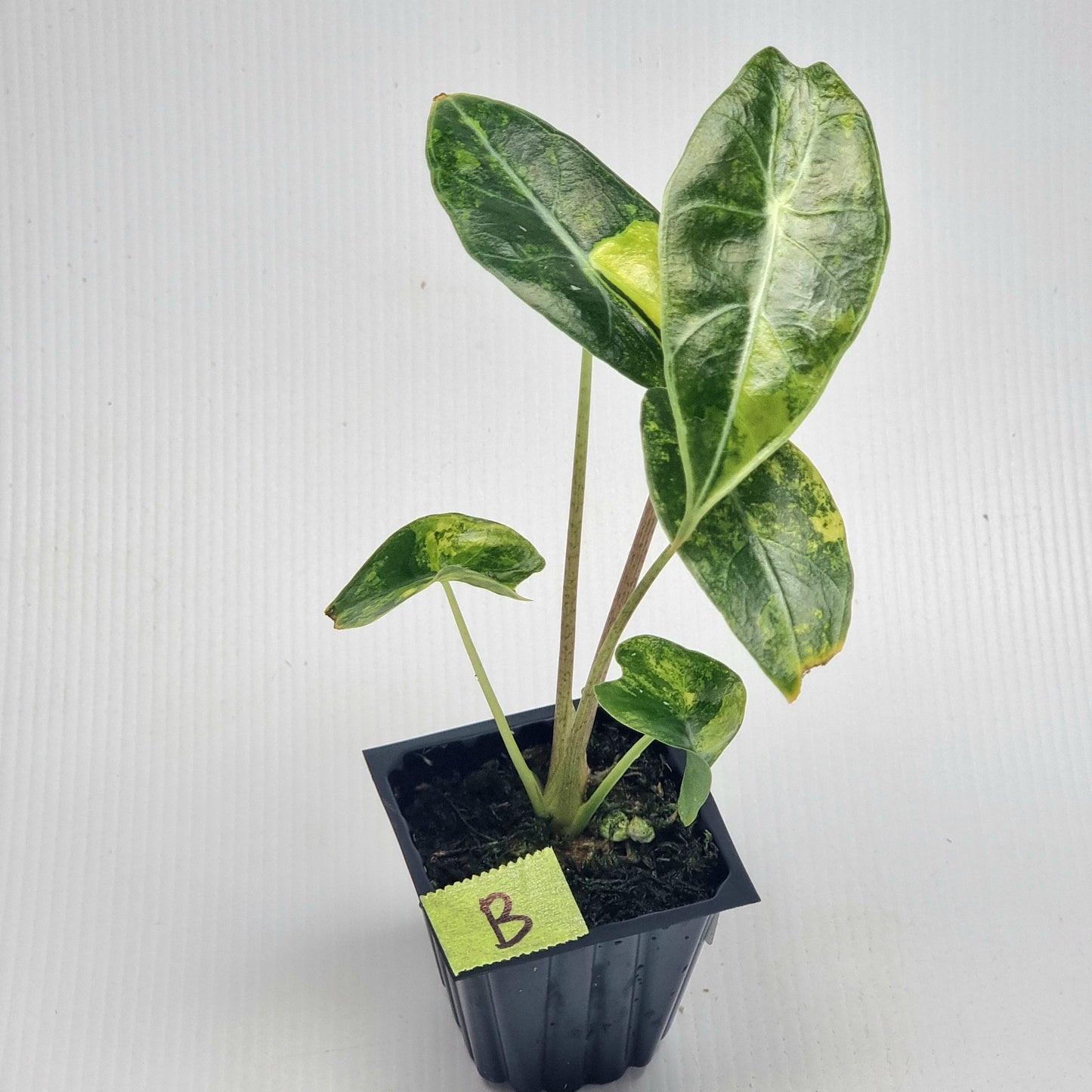 Alocasia longiloba Suhirmaniana Aurea Variegated