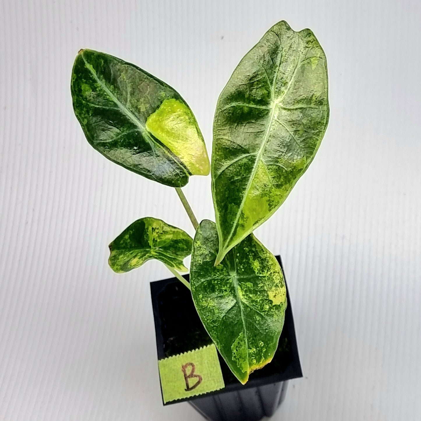 Alocasia longiloba Suhirmaniana Aurea Variegated