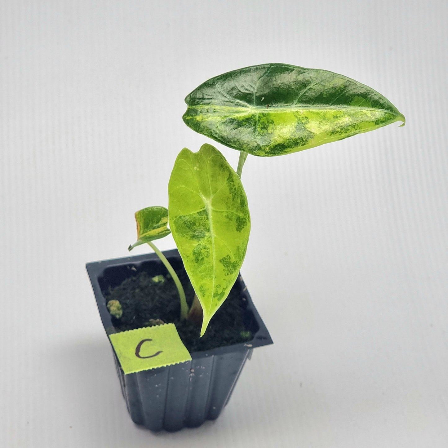 Alocasia longiloba Suhirmaniana Aurea Variegated