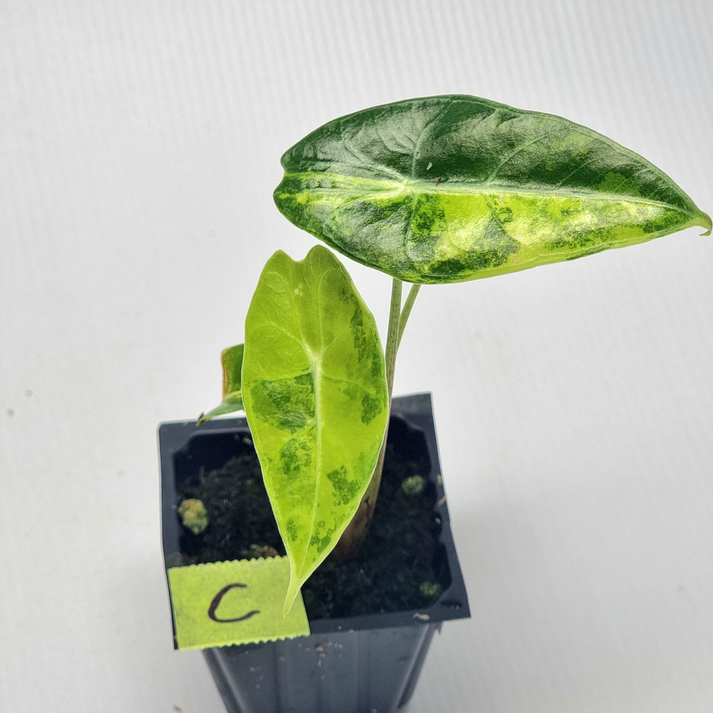 Alocasia longiloba Suhirmaniana Aurea Variegated